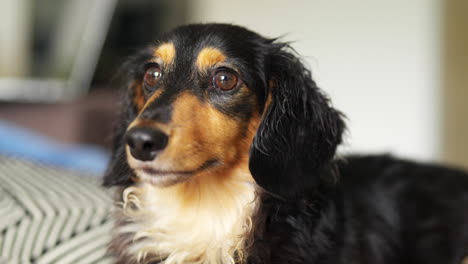 cão de salsicha de dachshund esperando pacientemente