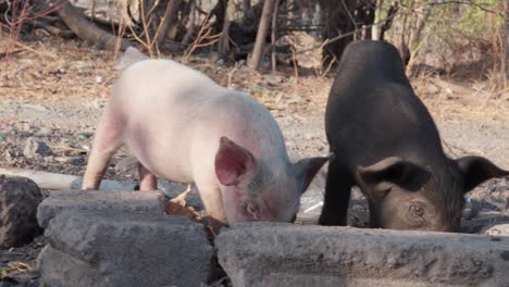 sun-dappled glade, pigs moving with harmonious intent in search of food