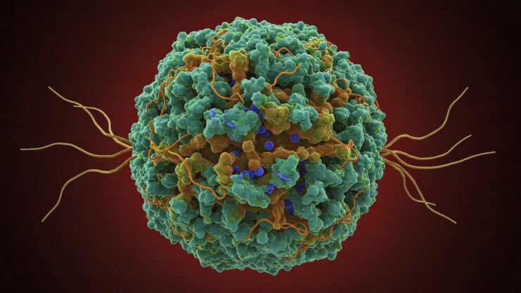 Detailed Structure of a T Cell: Microscopic View of Immune Response Elements and Their Interactions in the Human Body