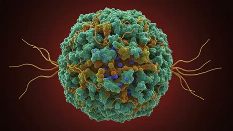 detailed structure of a t cell: microscopic view of immune response elements and their interactions in the human body