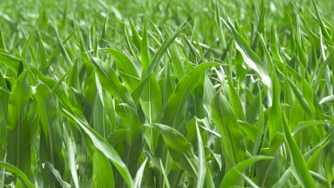 corn leaves move slightly in a soft breeze