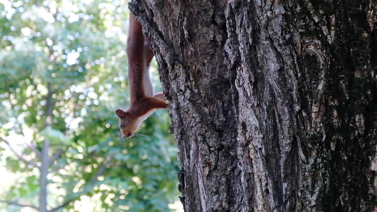 Squirrel staying still on the tree in the park