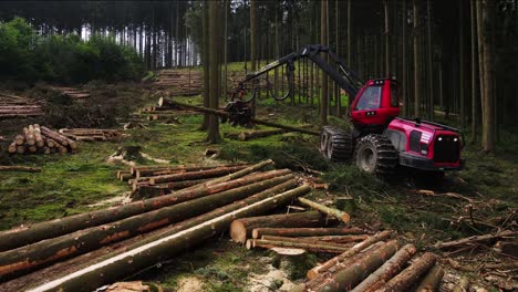 close up forest harvester at work - processing spruce forest