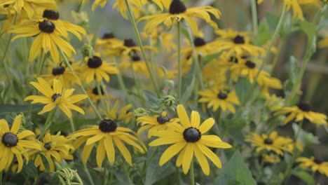 flores de susan de ojos negros que crecen afuera