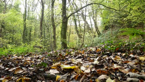 Colourful-October-season-golden-yellow-Autumn-forest-trees-and-leaves-foliage-scene-low-angle-left-dolly