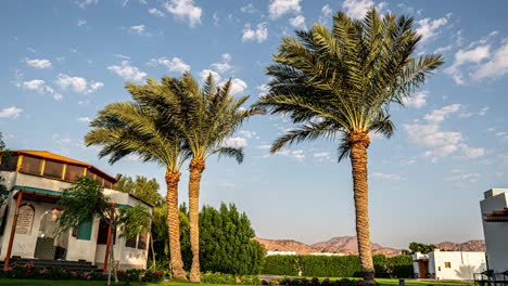 three tall palm trees in front of a white building, a sunny location with a blue sky with a few clouds captured in a medium shot