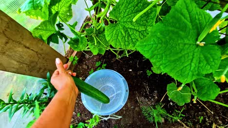 picking cucumbers from cucumber plant in latvia