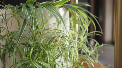 a green spider plant in a white pot, hanging from a shelf