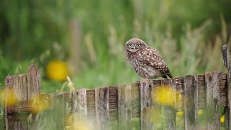 little owl sitting at the wooden fence, selective focus