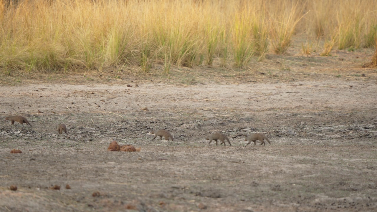 Banded mongooses troop and mob walk across dry savanna toward tall grasses in Kruger National Park, South Africa. Low-angle wildlife scene with cautious foraging movement.