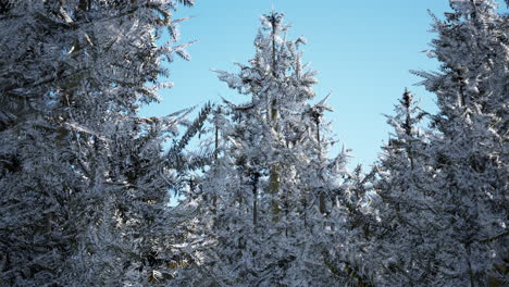 winter calm forest at sunny day