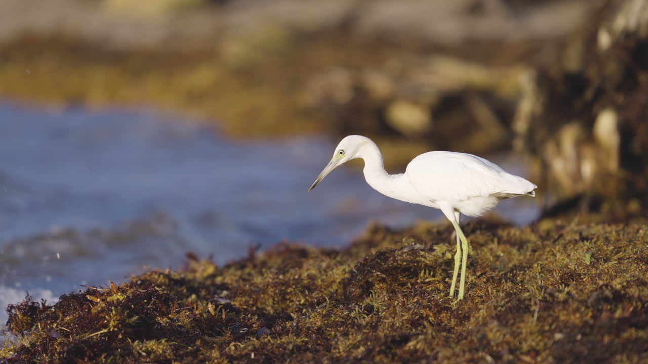 Juvenile Heron Feeding on Bugs in Beach Seaweed 3