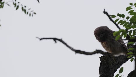 Pequeño-Búho-Sentado-En-Un-árbol-Cazando-Y-Mirando-Alrededor-En-El-Suelo