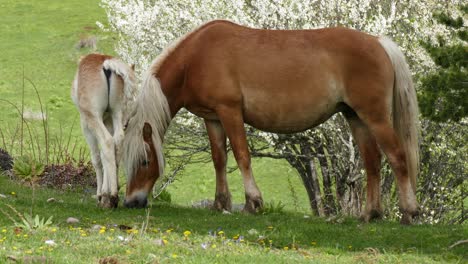 una manada de caballos pastando libremente
