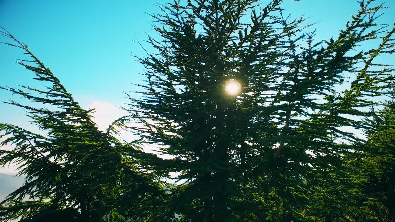 лес на вершине горы в солнечный день с хвойными деревьями в блиде, алжир - замедленное движение