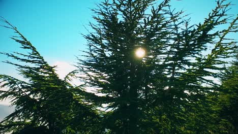 forest at the top of the mountain in sunny day with coniferous trees in blida algeria - slow motion