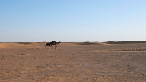 camels in the moroccan sahara, static handheld shot