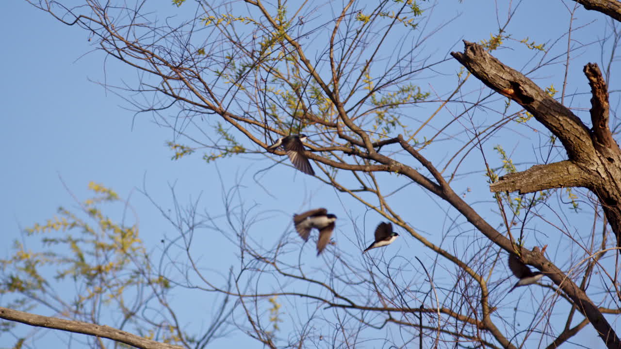 Beautiful footage of purple martins courting in flight, slowed for clarity and grace.