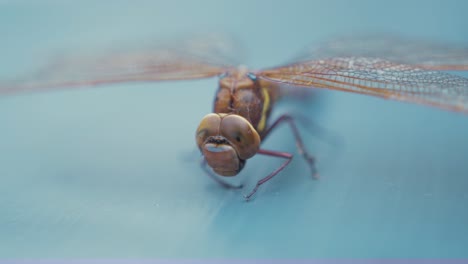 las alas de secado de la libélula aeshna grandis