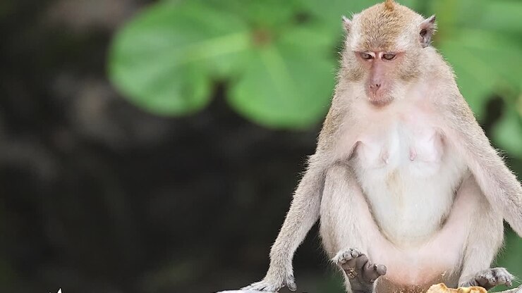 A long-tailed macaque sits on a wall before walking across the frame in daylight