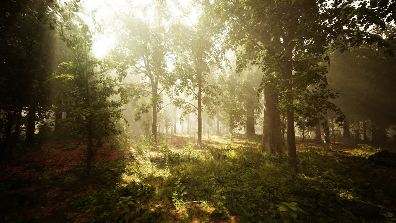 luz del sol del bosque brumoso