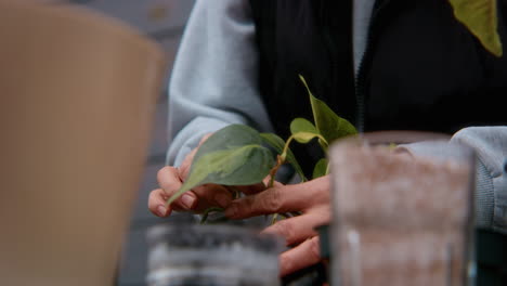 persona que está reponteando una planta de interior