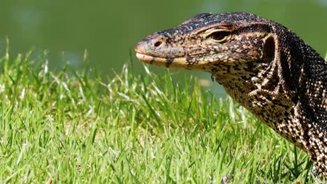 close-up of a monitor lizard's head emerging from lush green grass, showcasing its textured scales.