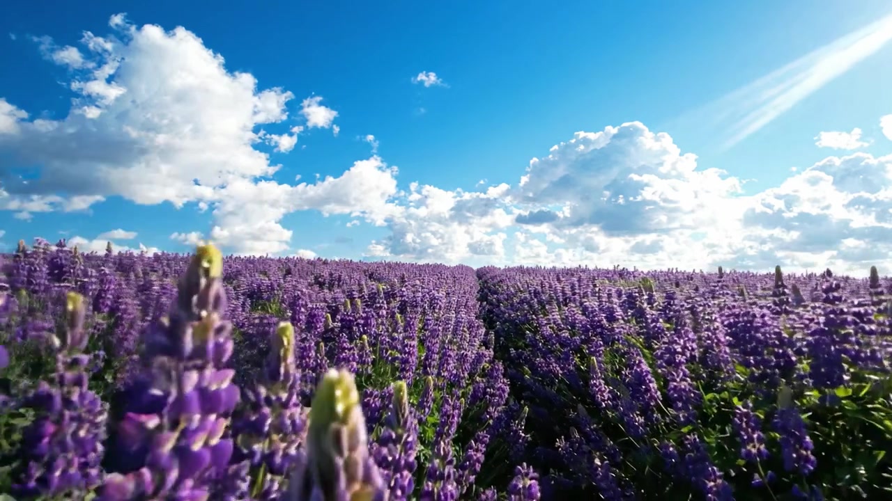 Un paesaggio mozzafiato di campi di lavanda sotto un cielo azzurro brillante con nuvole soffici, che mostra lo splendore della natura e la bellezza dei fiori in fiore.