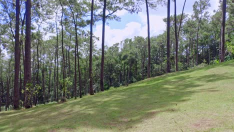 Colinas-Verdes-Con-Bosque-Denso-En-El-Fondo