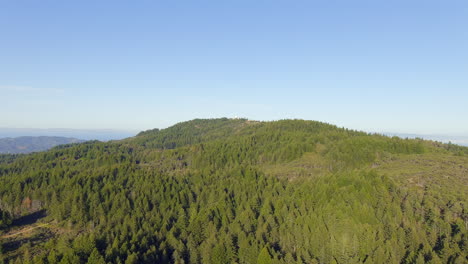 Coniferous-Forest-Trees-In-Mount-Tamalpais-In-Marin-County,-California,-United-States