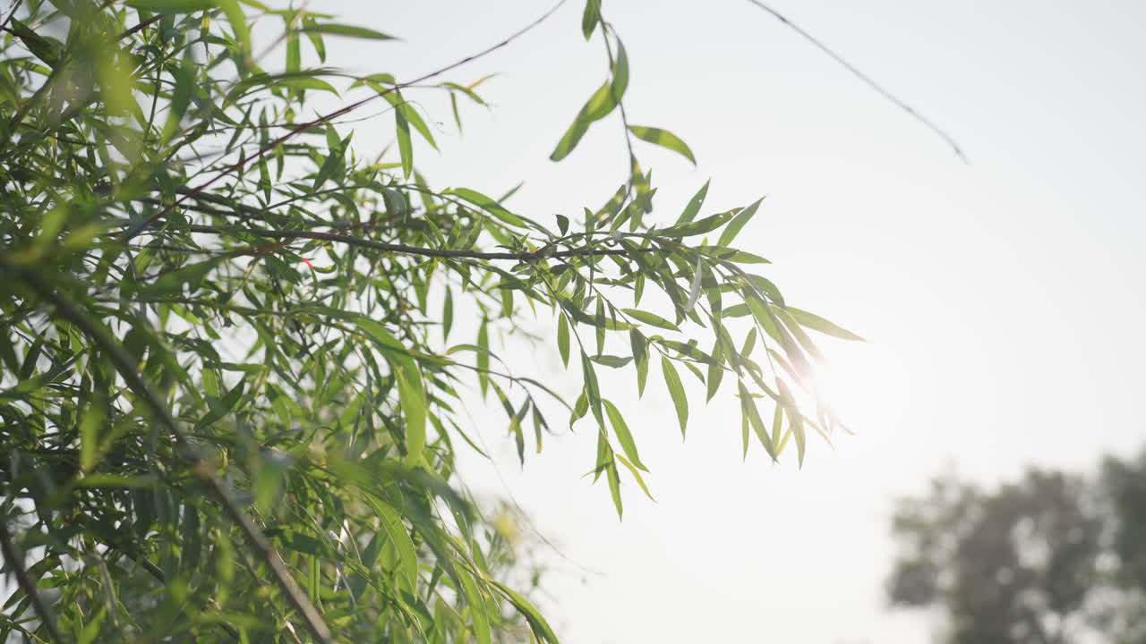 close up of tree branch with slender leaves swaying in wind against bright sky background sunlight flickering through foliage creating gentle motion and tranquil nature mood