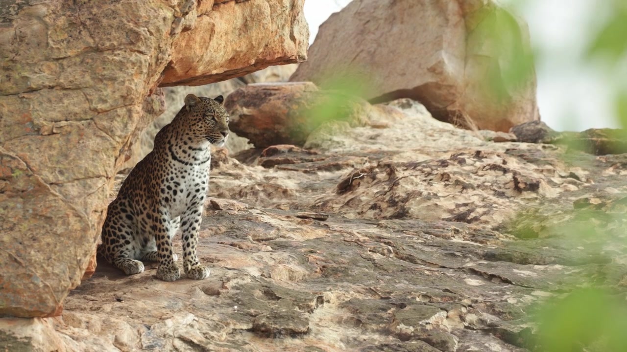 Botswana vahşi doğasında, kayalık bir çıkıntıda oturan ve çevresini tarayan bir leopar