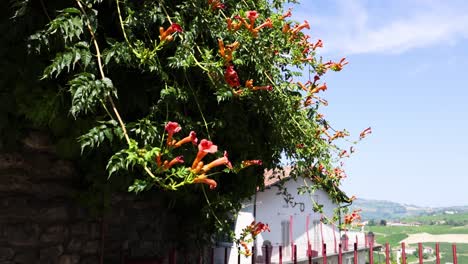 vibrant flowers and scenic view in cuneo, italy