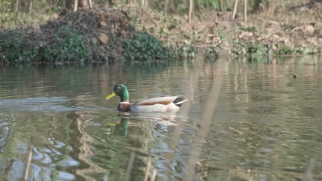 Un-Par-De-Patos-Nadando-En-Un-Estanque-Durante-Un-Día-Soleado-De-Primavera---Deslizador-Medio-A-La-Izquierda-Disparado-En-Cámara-Lenta