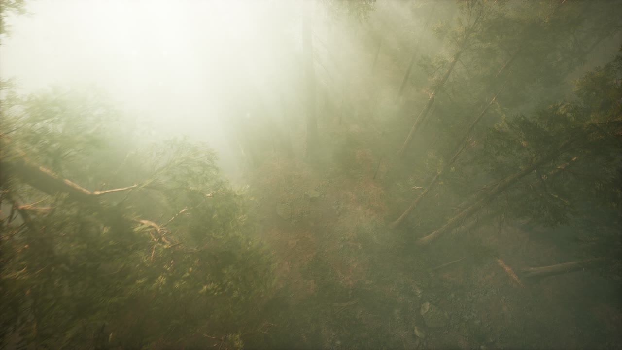 Drone breaking through the fog to show redwood and pine tree