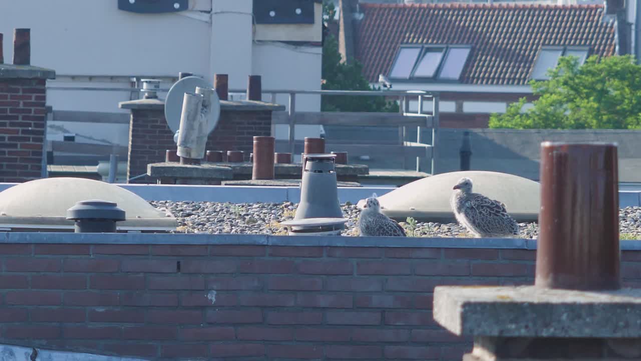 도시화 된 자연에 대한 드문 통찰력