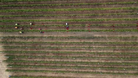 farm workers picking grapes in vineyard, aerial top down