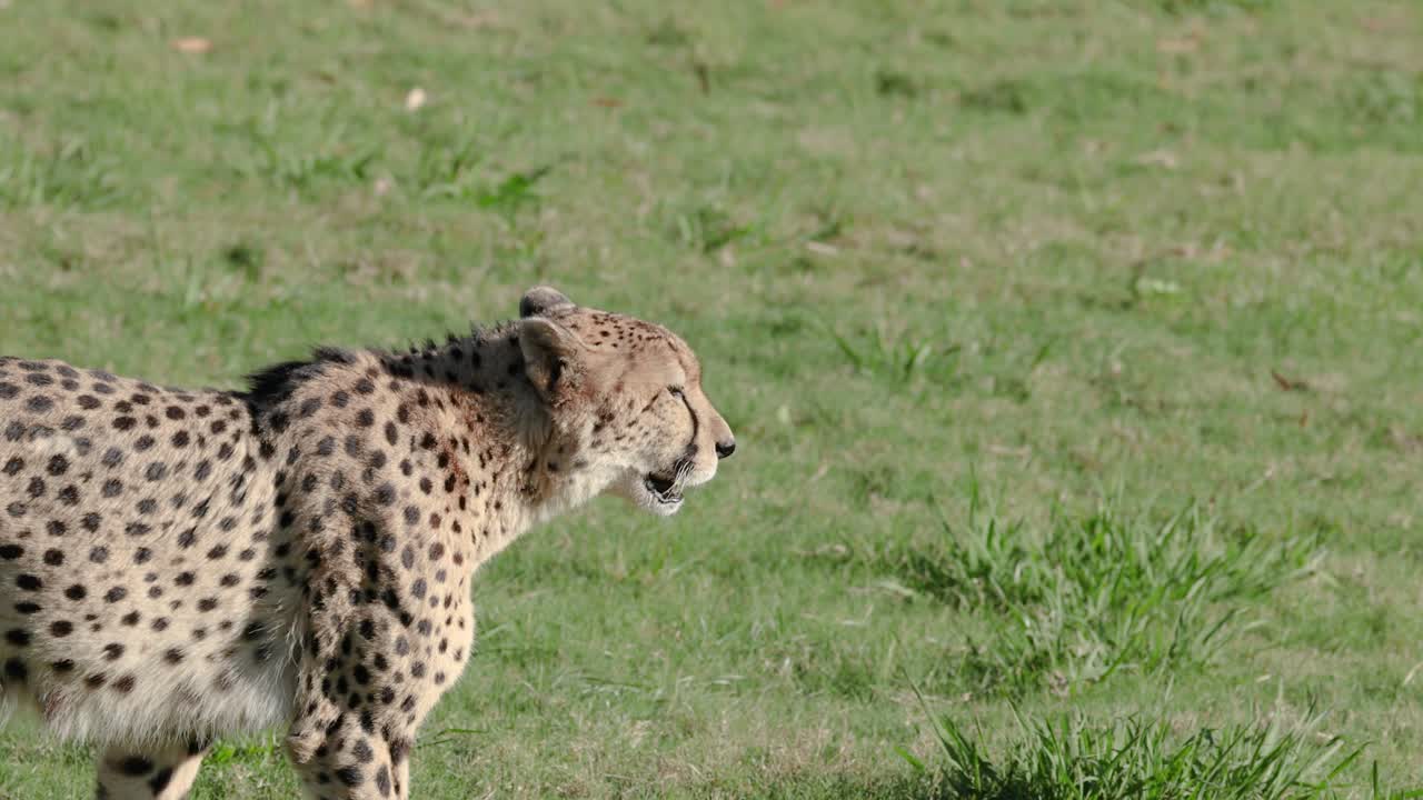 오스트레일리아 동물원 에서 풀 위 를 고 있는 치타