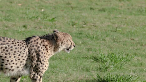 el guepardo caminando por la hierba en el zoológico de australia