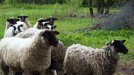 latvian sheep walk forward to front of flock