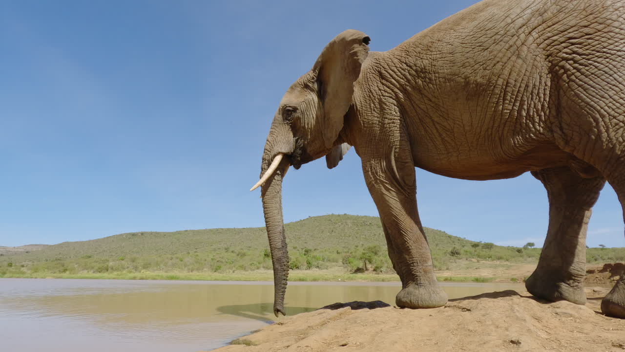 Afrika Savan Filinin kenarda durması