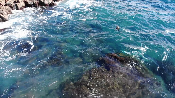 La tartaruga galleggia con le onde e alza la testa per respirare.