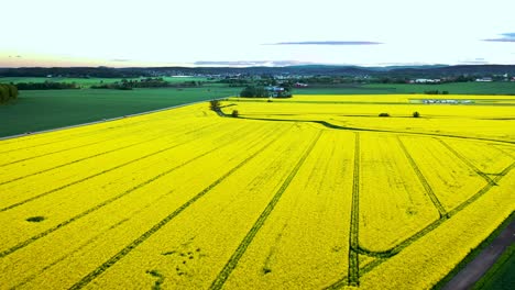 Antena-Sobre-Un-Campo-Amarillo-Maduro-De-Colza-Al-Atardecer-En-Noruega