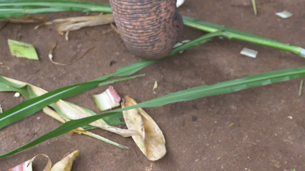 야생 동물 보호 구역 에서 음식 을 가지고 놀고 있는 아시아 코끼리