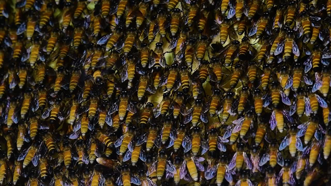 se sabe que las abejas melíferas gigantes construyen grandes colonias de nidos con bolsillos simétricos hechos de cera para almacenar miel como fuente de alimento.