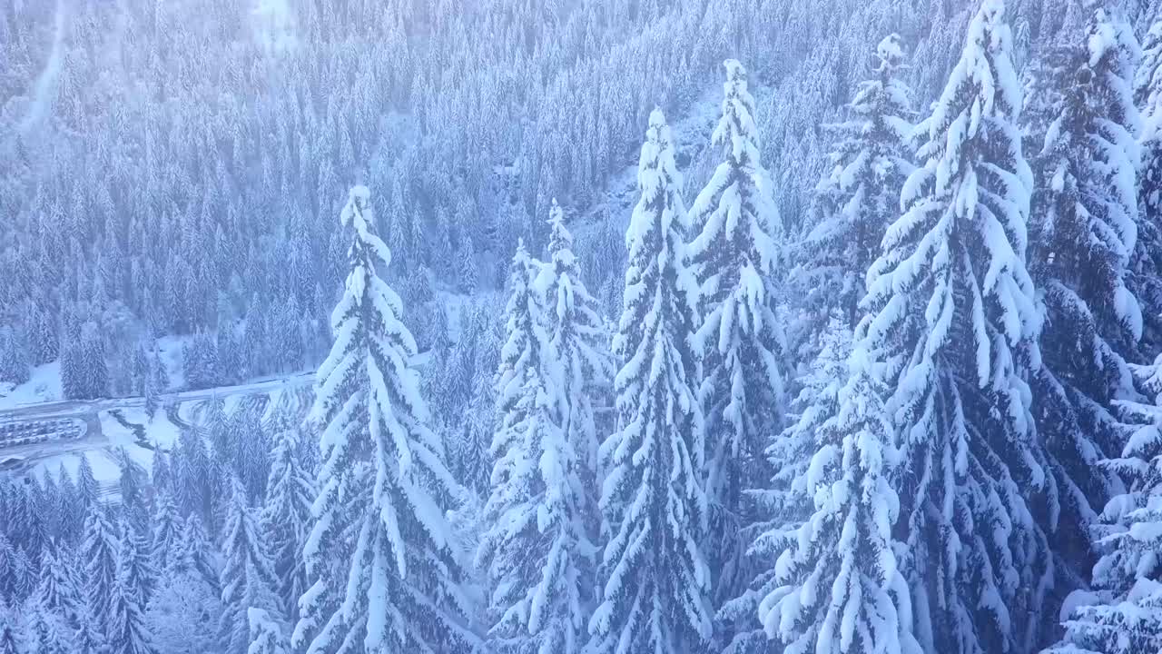 드론이 나무 위로 올라가 패닝