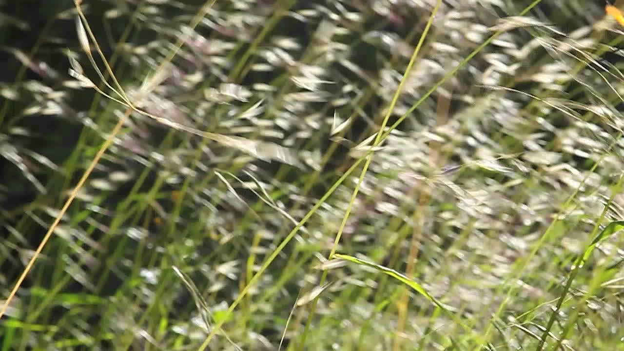 바람에 날리는 풀 클로즈업 1
