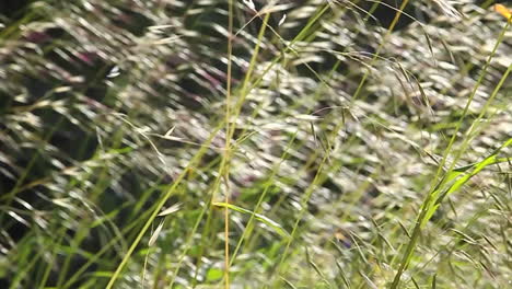 Eine-Nahaufnahme-Von-Gräsern,-Die-Im-Wind-Wehen-1