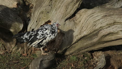 closeup of plymouth rock domestic chicken