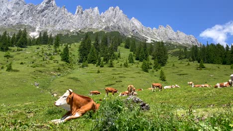 beautiful alp mountain panorama with many grazing cows on free grass field during summer - cinematic tilt up shot